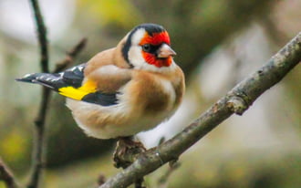 Egy jólakott Tengelic. 