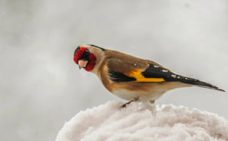 Február van, vagy nem?