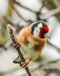 Én nem várom a havat! Tengelic. 