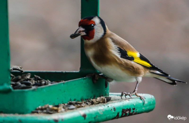 Beugrottam egy szemre