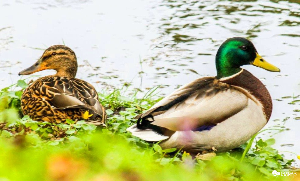 Te mész jobbra, én meg balra...