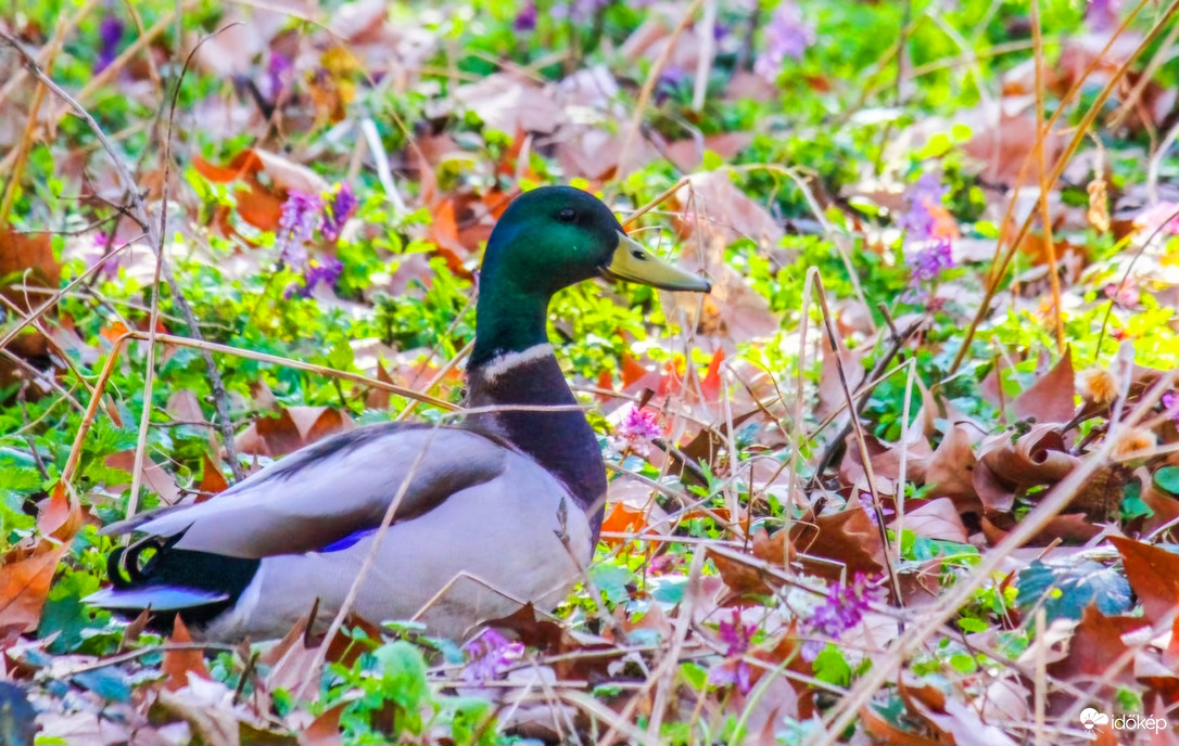 Megy a Réce vándor útra...