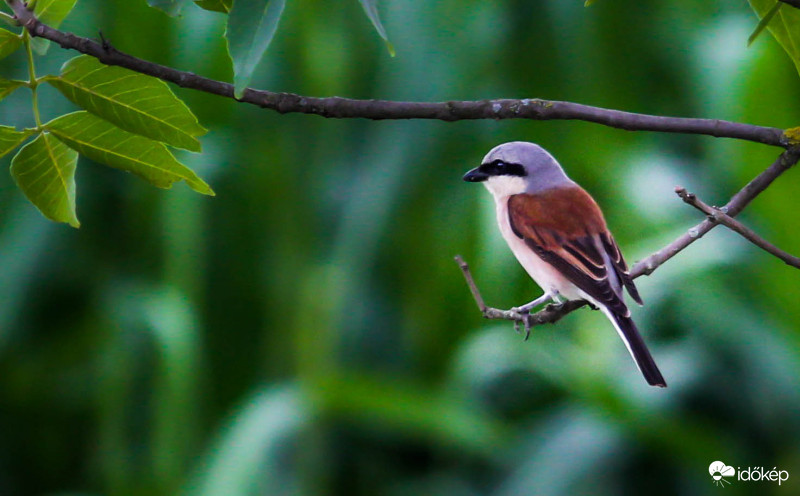 Tövisszúró gébics