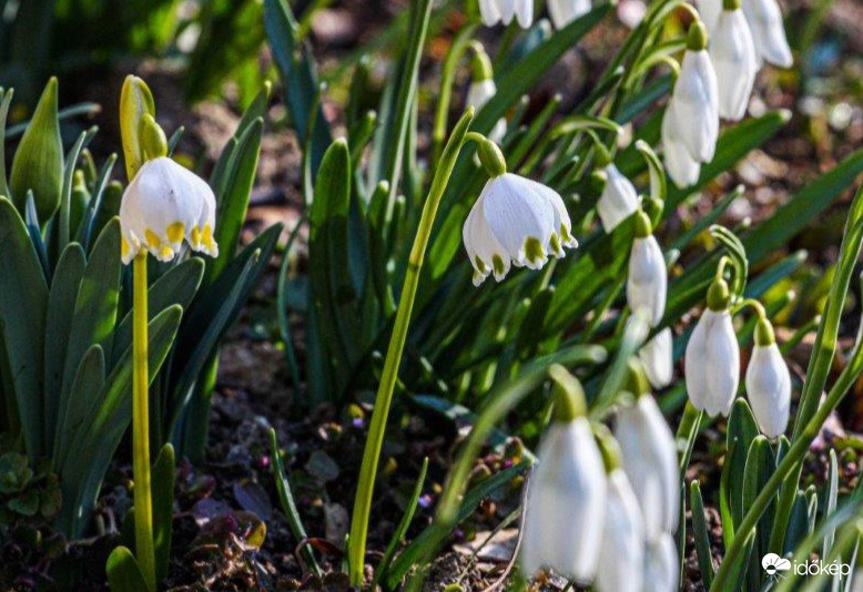 Tőzike a Hóvirágok között 