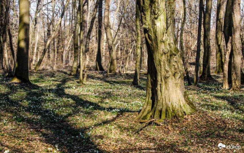 Tőzike erdő 