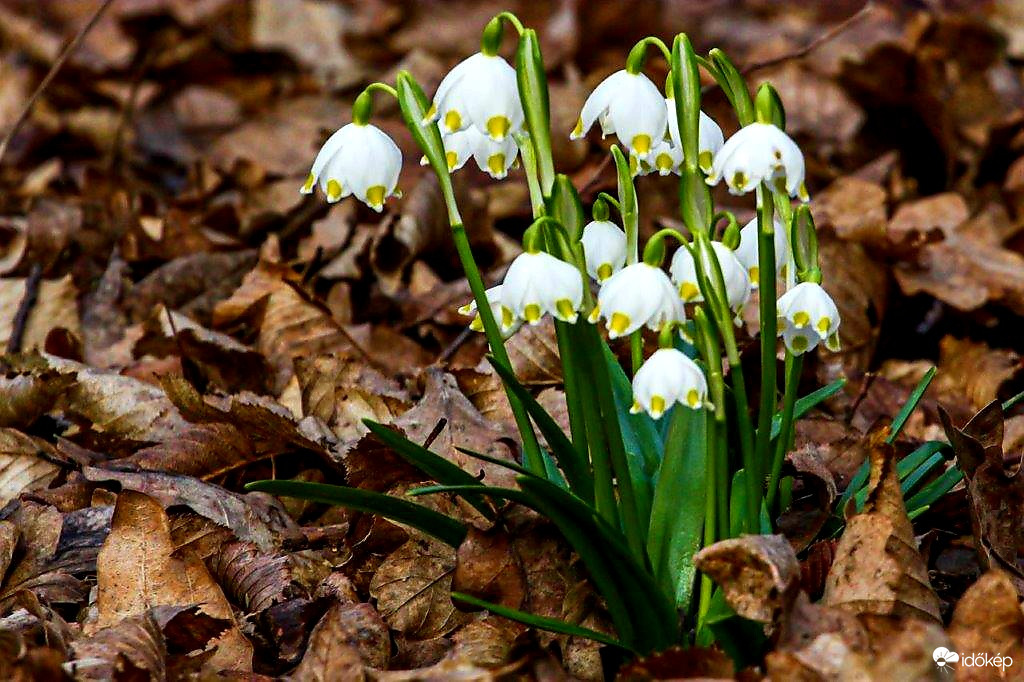 A kedvencem a Tőzike 
