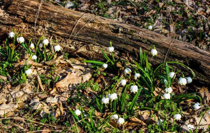 Tőzikék az erdőben 