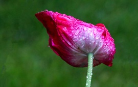 Tulipán az esőben 