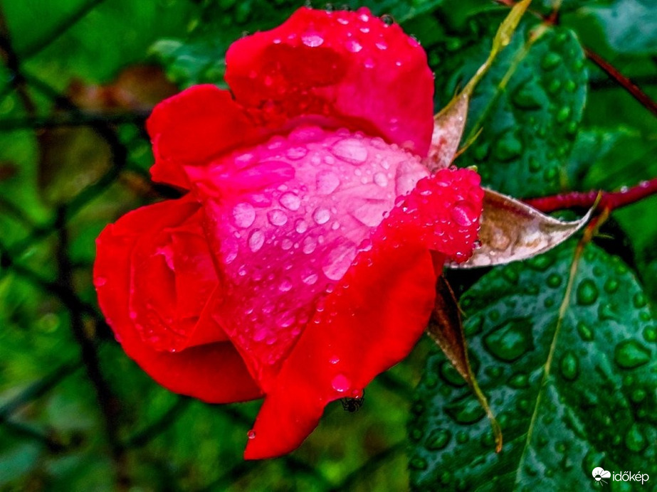 Csöpörög az első 