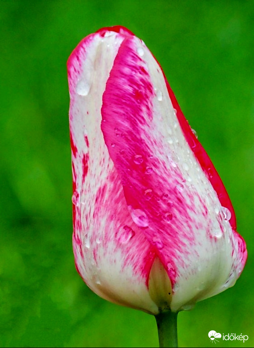 Esős Tulipán 