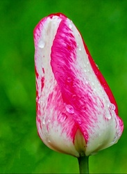 Esős Tulipán 