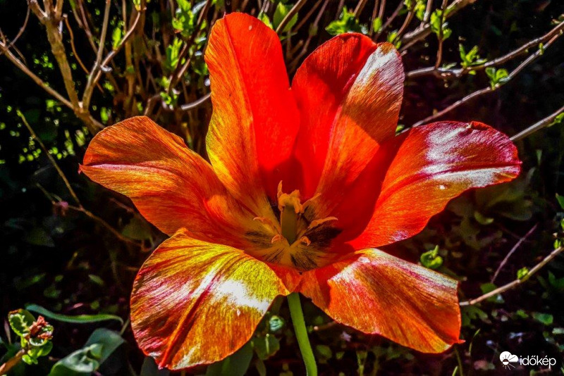Tulipán 