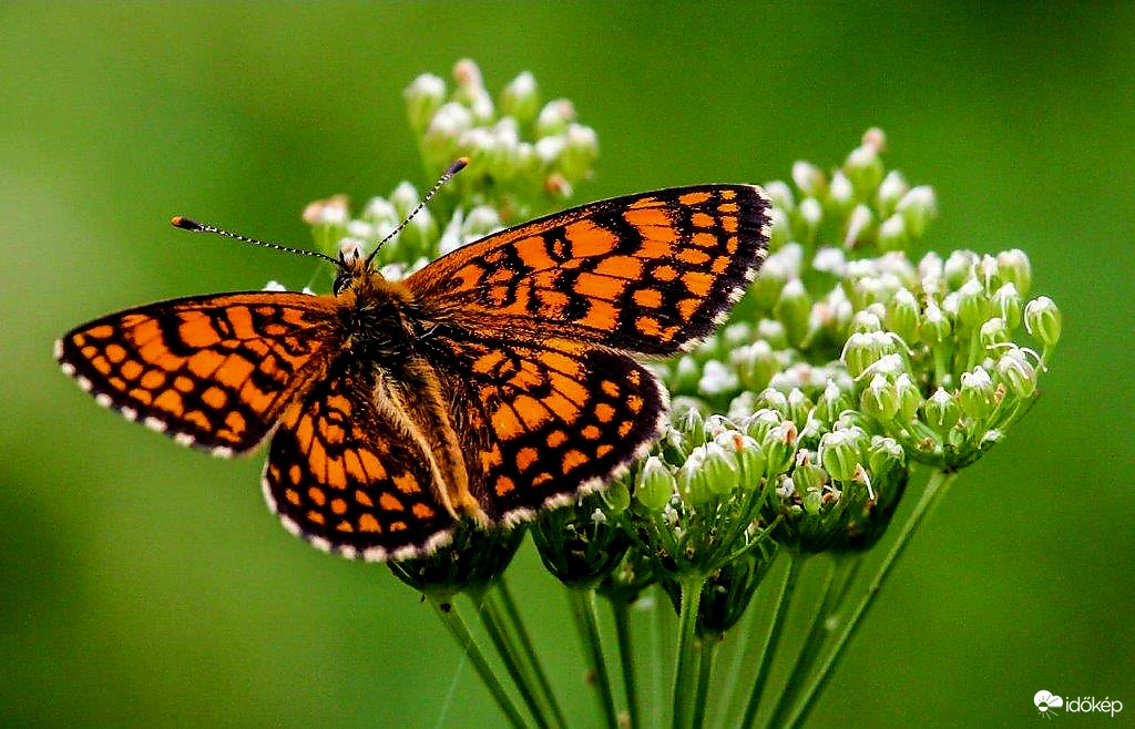 Tűzes tarkalepke 