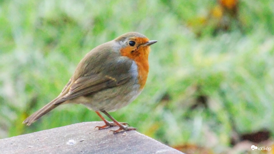 Nagy fene köd van Vörösbegy!