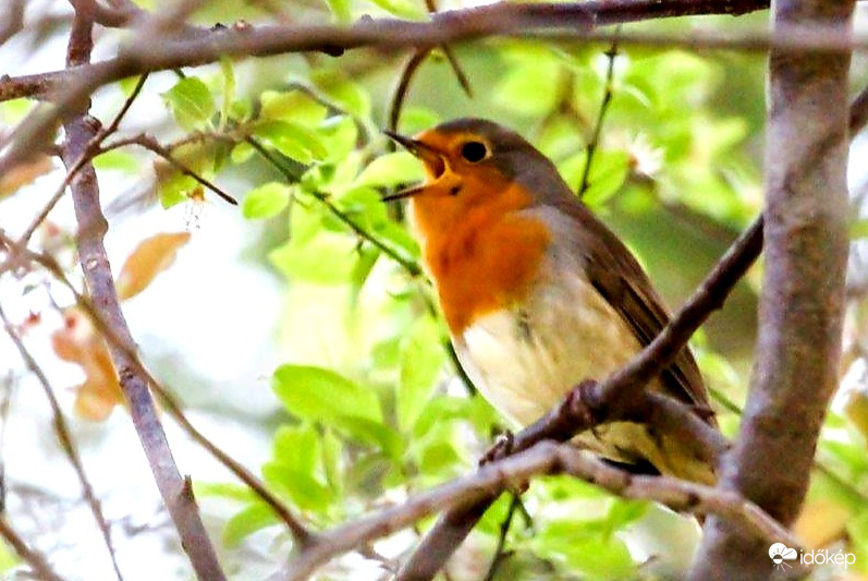 Vörösbegy  Ma van Madarak és Fák napja. 