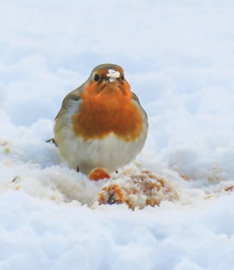 Itt a hóban is etenek. Máshol csak hébe-hóba 