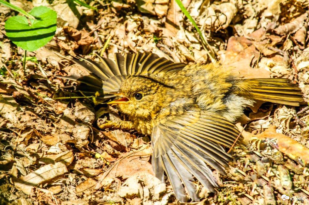 Vörösbegy fióka  Kipottyantam, de jól vagyok. 