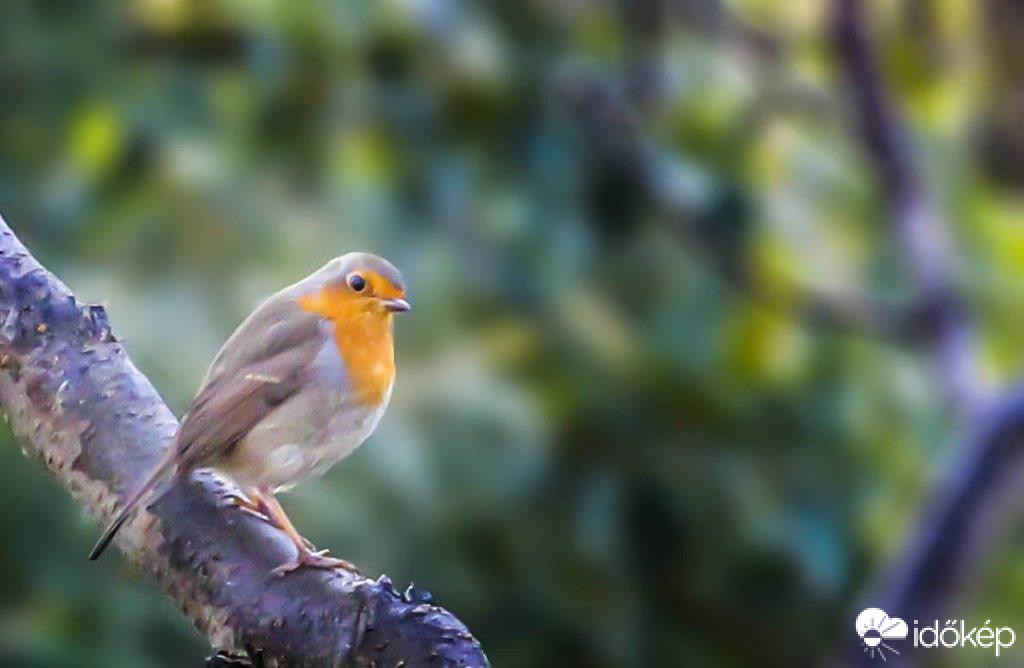 Mit kapok karácsonyra?