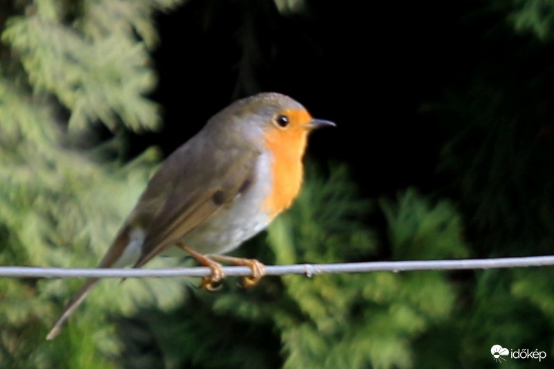 Vörösbegy az őszi napsütésben