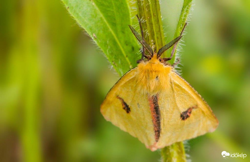 Vörösszélű medvelepke 