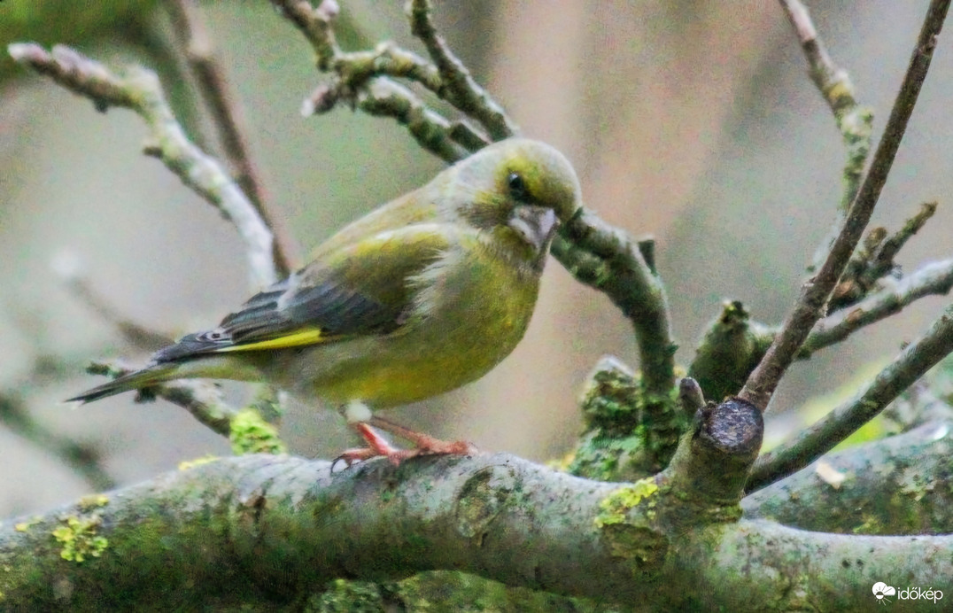 Zöldike. Nálatok is köd van?