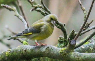 Zöldike. Nálatok is köd van?