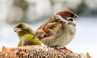 Zöldike és a Veréb 