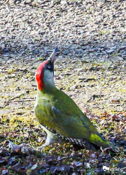 Zöld küllő  Kisüt vagy nem süt 