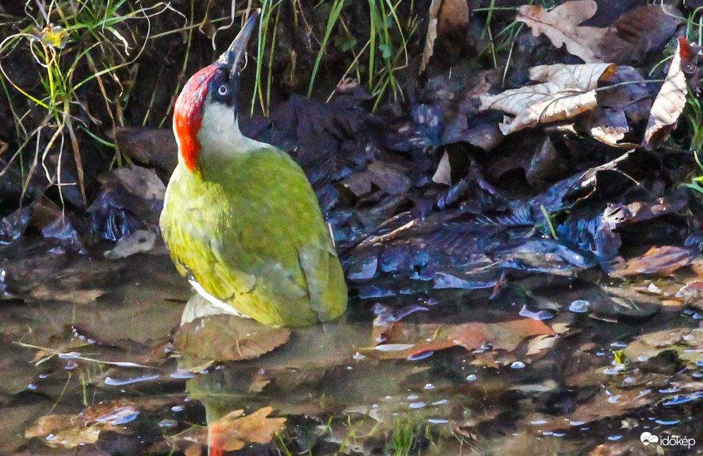 Zöld küllő fürdés közben. Az év madara 2022-ben 