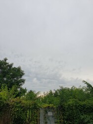 Buda