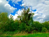 Zalaegerszeg - Zala part