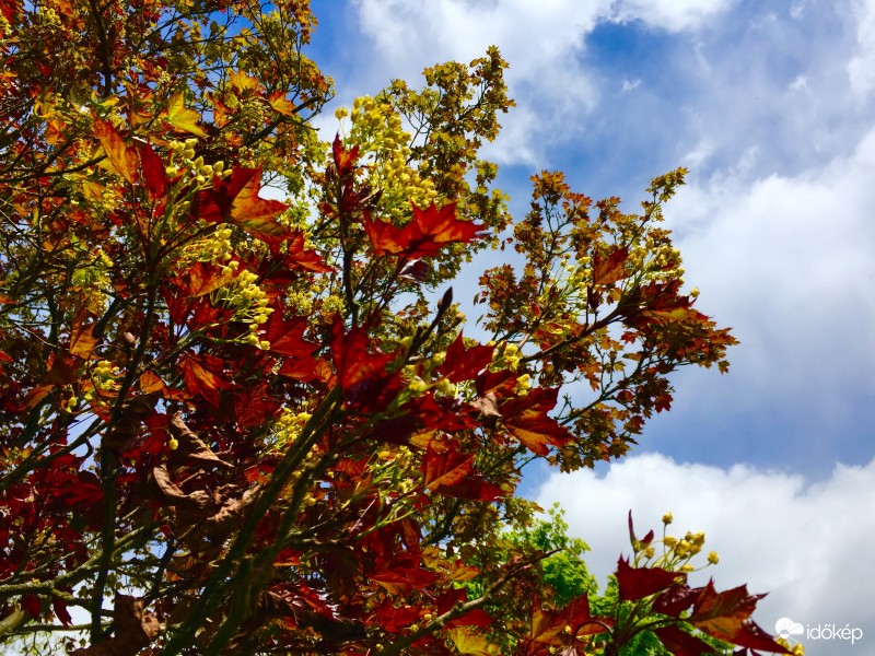 Zalaegerszeg / Gébárti - tó