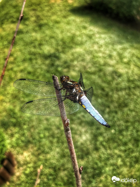 Barátságos szitakötő