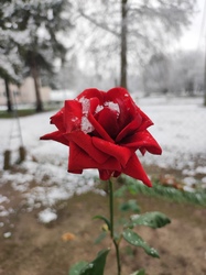 Téli rózsa