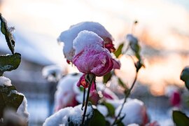 Egy kis tavasz a télben