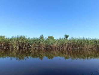 Sarród
