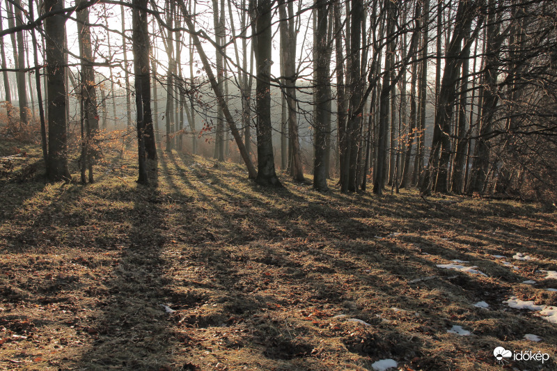 Ellenfényben az erdő