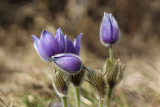 Esztergomi “leánykák”
