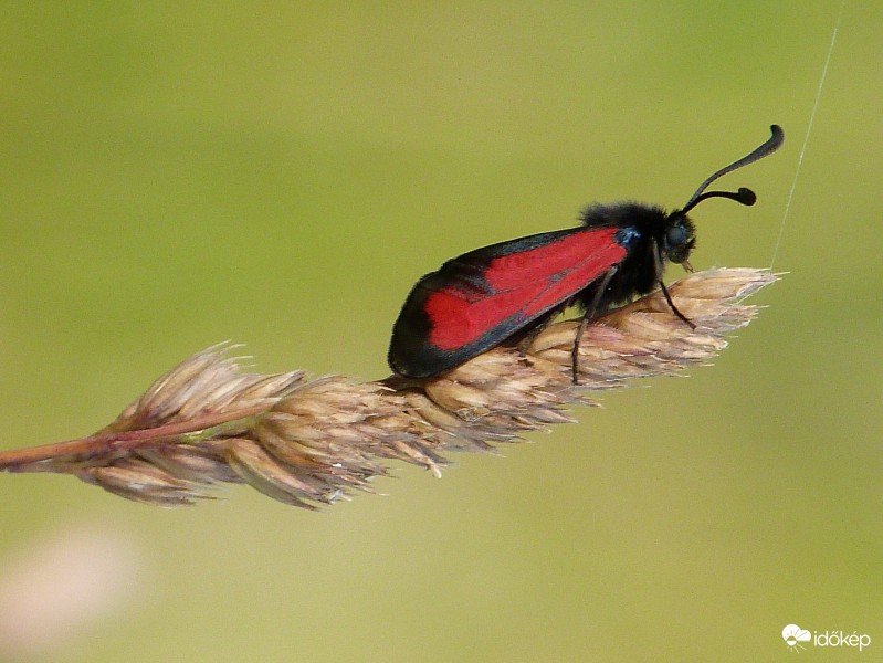 Csüngőlepke