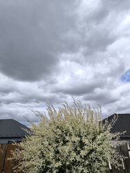 Nyúl