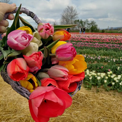 TulipGarden
