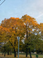 Mohács