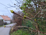 Pomáz