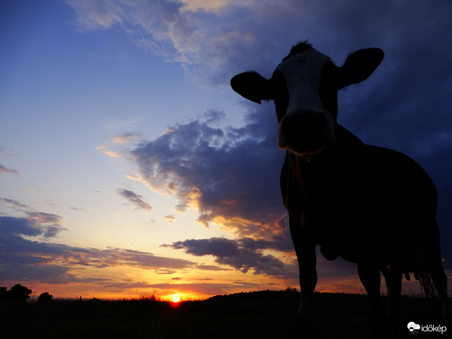Hódmezővásárhely 
