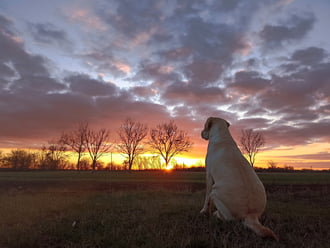 Hódmezővásárhely 