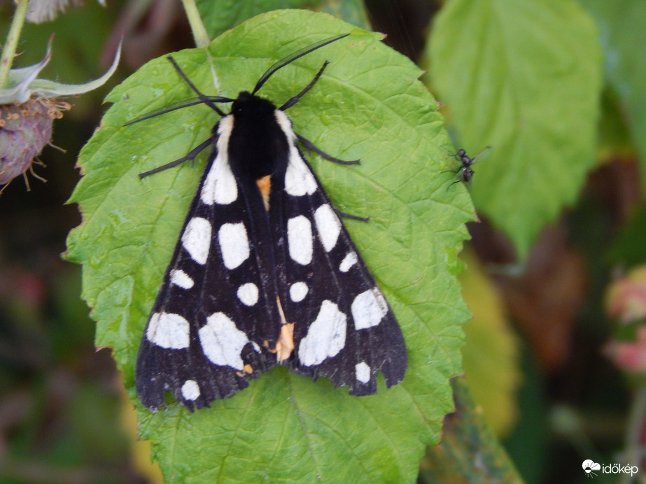 Fekete medvelepke