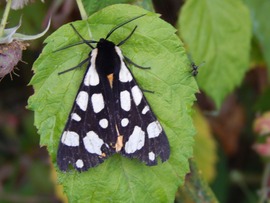 Fekete medvelepke