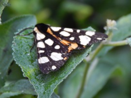 Fekete medvelepke