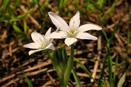 Ernyős sárma