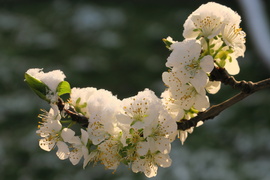 Szilvafa 2025.04.07.